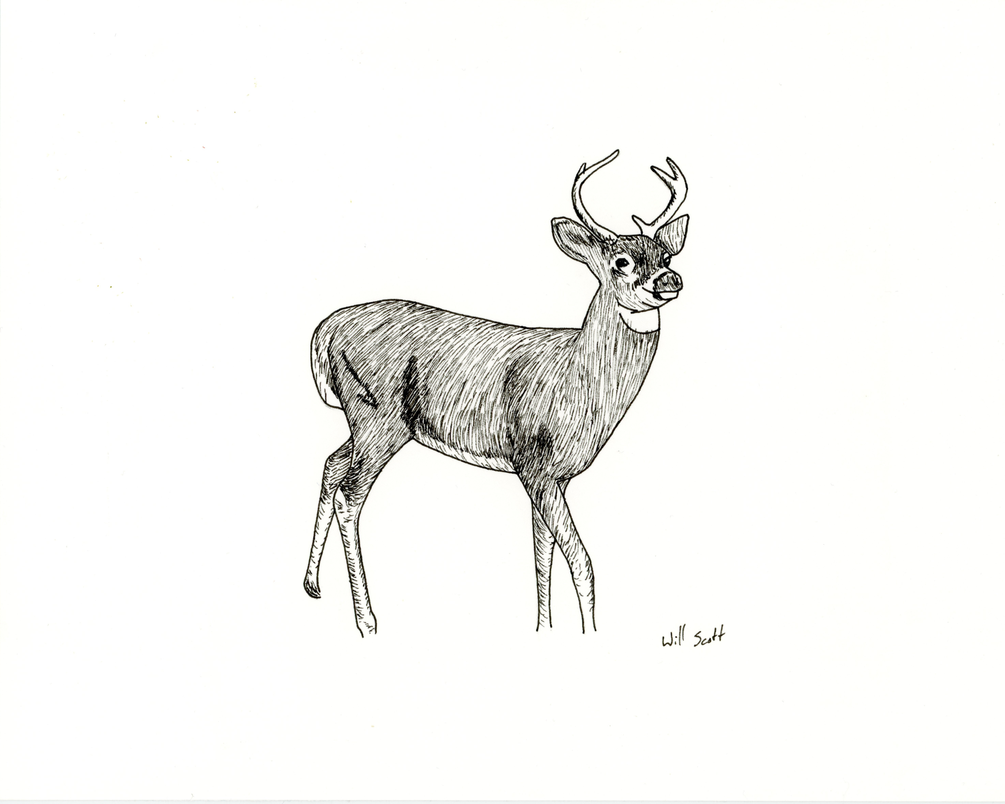 Ink Drawing of Whitetail Buck No.3