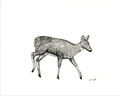 Ink Drawing of Whitetail Doe No.1