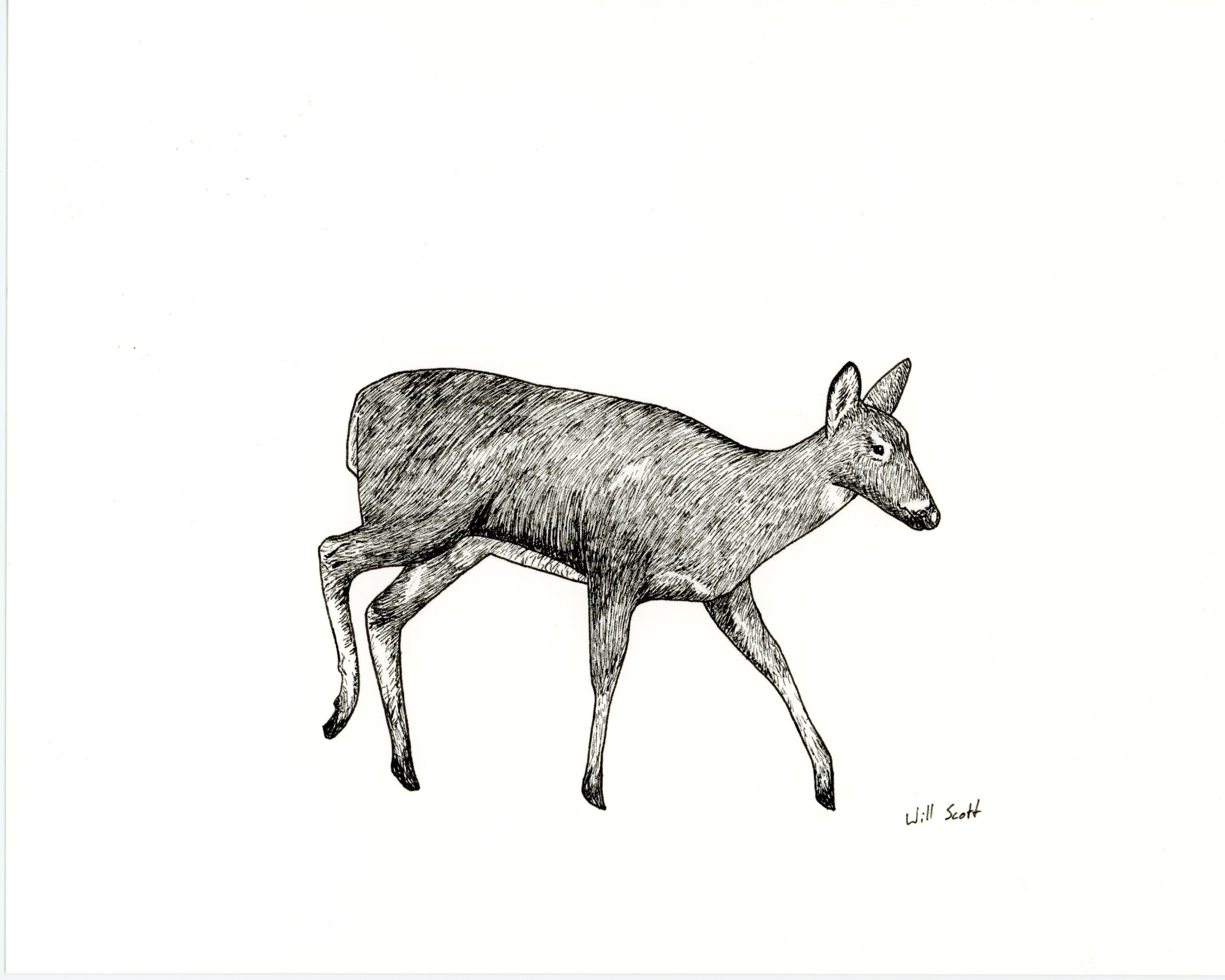 Ink Drawing of Whitetail Doe No.1