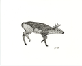 Ink Drawing of Whitetail Buck No.1