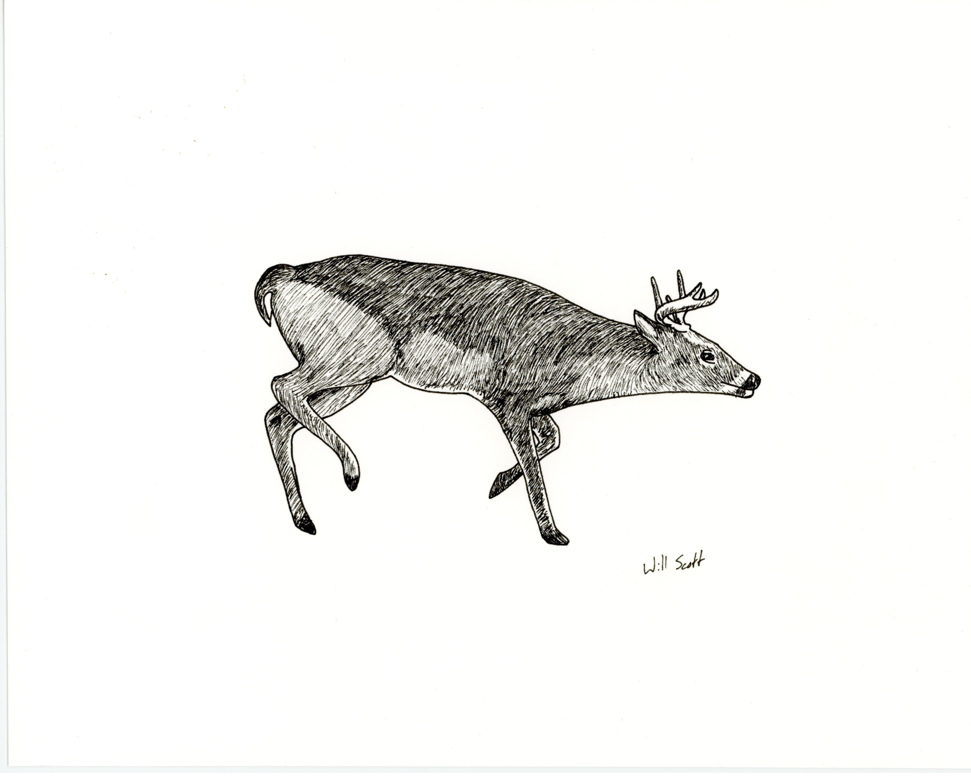 Ink Drawing of Whitetail Buck No.1
