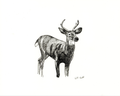 Ink Drawing of Whitetail Buck No.2