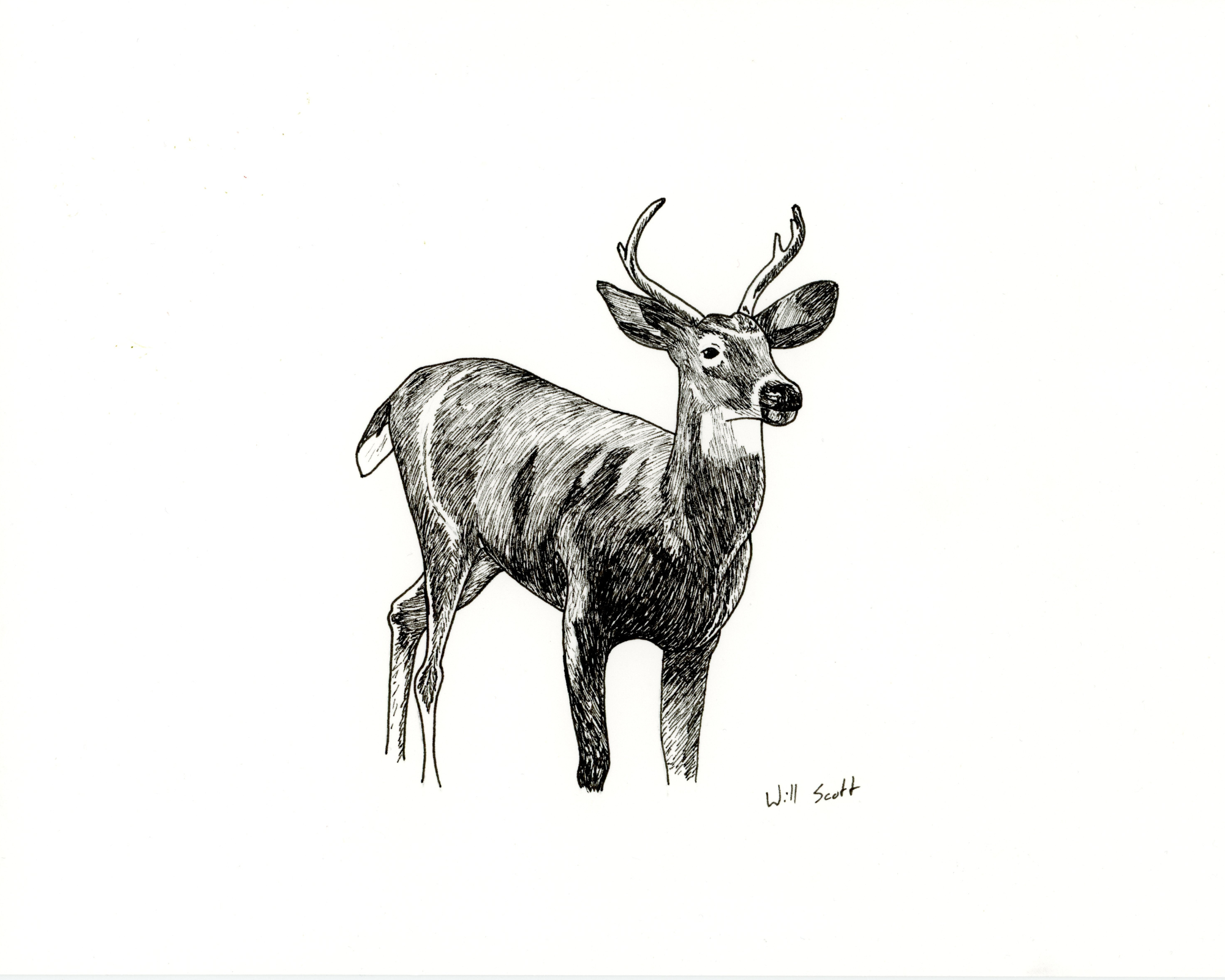 Ink Drawing of Whitetail Buck No.2