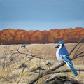 "Blue Jay in Autumn Clearing"