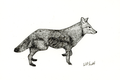 Coyote Ink Drawing