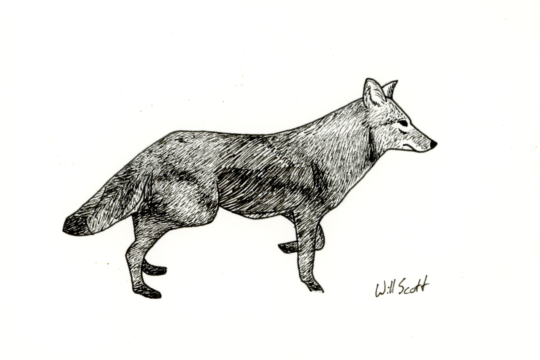 Coyote Ink Drawing