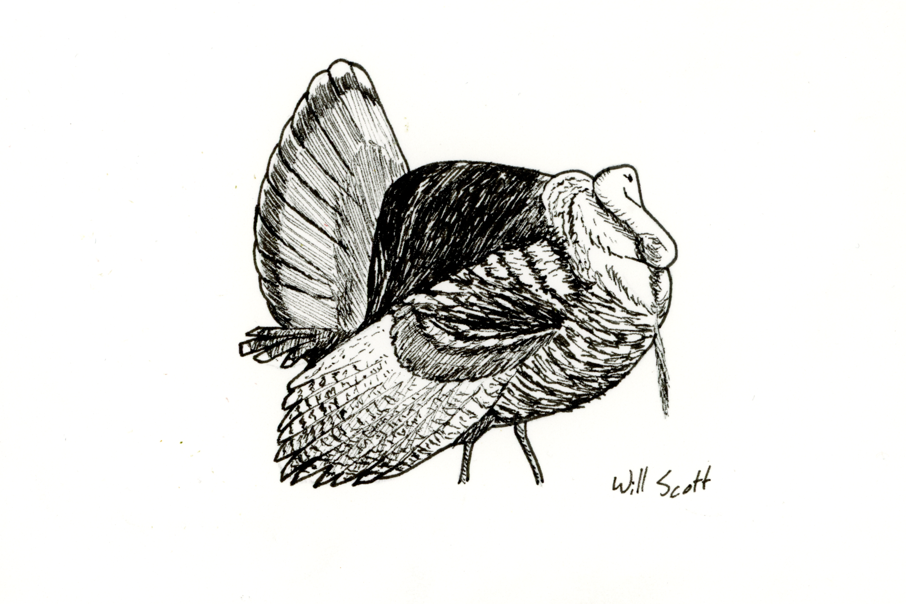 Turkey Ink Drawing